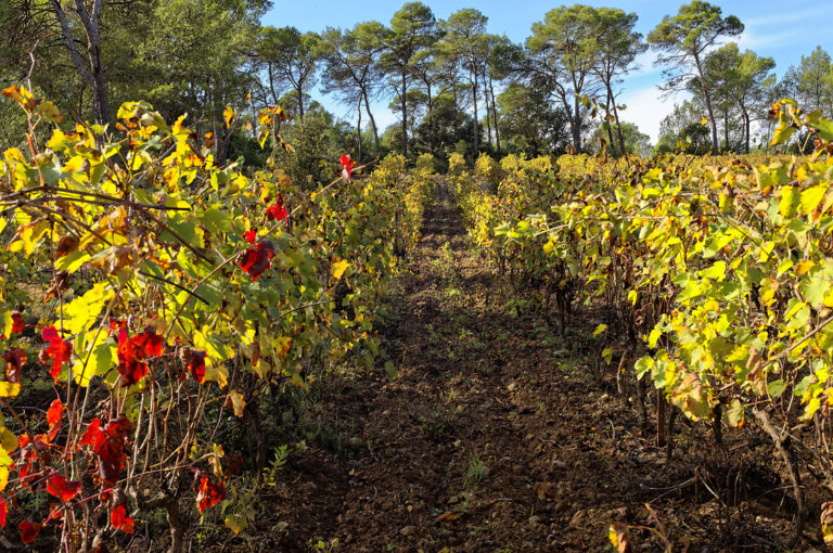 Les Vignes Domaine Rocahlas